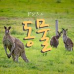 koreanword-animal