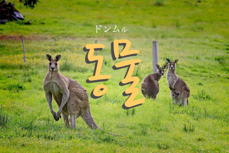 koreanword-animal