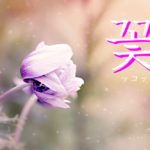 koreanword-flower