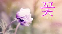 韓国語で「花（はな）」【꽃(ッコッ)】の意味や例文は？タメ語で覚えよう！