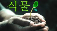 韓国語で「植物」の【식물(シンムル)】をタメ語で覚えよう！