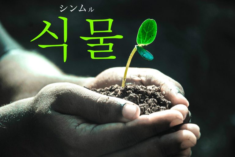 koreanword-plant